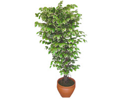Ficus zel Starlight 1,75 cm   zmir Konak nternetten iek siparii 