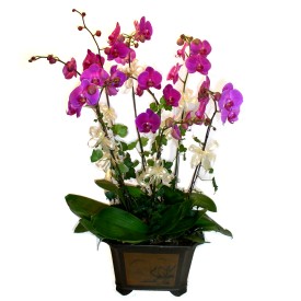 İzmir Konak İnternetten çiçek siparişi  4 adet orkide çiçegi