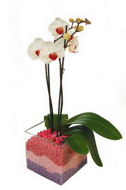  zmir Tire iek yolla  tek dal cam yada mika vazo ierisinde orkide