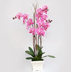  zmir Urla iek gnderme sitemiz gvenlidir  2 adet orkide - 2 dal orkide