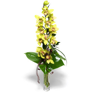  zmir Bornova cicek , cicekci  1 dal orkide iegi - cam vazo ierisinde -