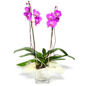  zmir Konak 14 ubat sevgililer gn iek  Cam yada mika vazo ierisinde  1 kk orkide