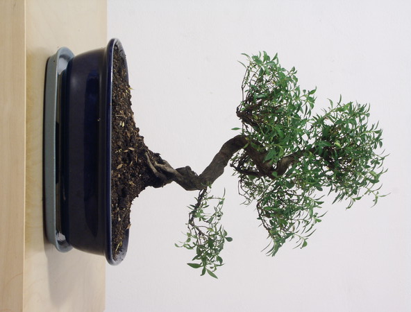 ithal bonsai saksi iegi  zmir Torbal online ieki , iek siparii 