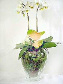 zmir Konak 14 ubat sevgililer gn iek  Cam yada mika vazoda zel orkideler