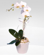 1 dall orkide saks iei  zmir Knk iekiler 