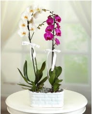 1 dal beyaz 1 dal mor yerli orkide saksda  zmir Narldere ucuz iek gnder 