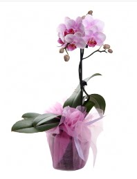 1 dal pembe orkide saks iei  zmir Menderes ieki maazas 