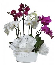 4 dal mor orkide 2 dal beyaz orkide  zmir Seferihisar ieki telefonlar 
