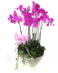 9 dal orkide saks iei  zmir Konak iek siparii sitesi 