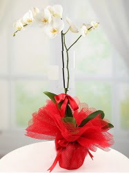 1 dal beyaz orkide saks iei  zmir Kiraz internetten iek sat 
