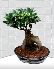 saks iei japon aac bonsai  zmir Menderes ieki maazas 