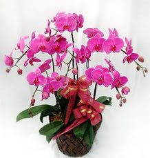 6 Dall mor orkide iei  zmir Seferihisar ieki telefonlar 