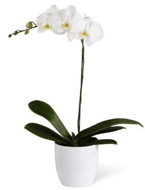 1 dall beyaz orkide  zmir Seluk iek gnderme 
