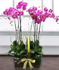 4 dall mor orkide  zmir Konak iek siparii sitesi 