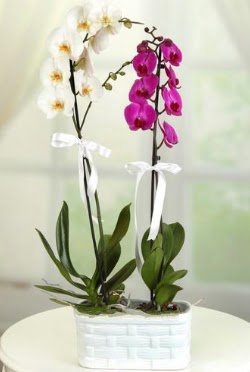 1 mor 1 dal beyaz thal orkide sepet ierisinde  zmir Menemen hediye iek yolla 