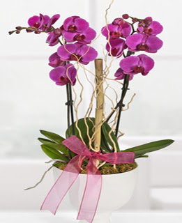 2 dall nmor orkide  zmir Seferihisar ieki telefonlar 
