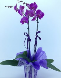 2 dall mor orkide  zmir Menderes ieki maazas 