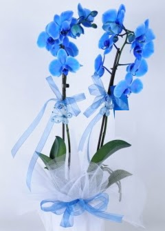 2 dall mavi orkide  zmir Konak kaliteli taze ve ucuz iekler 