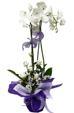 2 dallı beyaz orkide 5 adet beyaz gül  İzmir Konak çiçek servisi , çiçekçi adresleri 