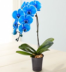 1 dall sper esiz mavi orkide  zmir Menemen hediye iek yolla 