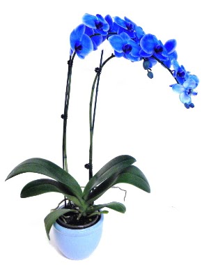 Seramikli 2 dall sper esiz mavi orkide  zmir Narldere ucuz iek gnder 