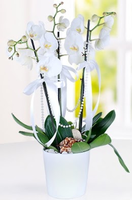 3 dall beyaz orkide  zmir Bornova cicek , cicekci 