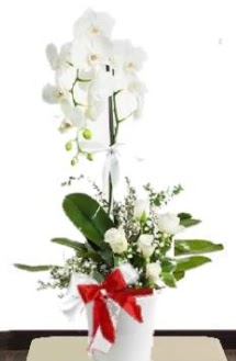 Tek dall beyaz orkide 5 beyaz gl  zmir eme iek maazas , ieki adresleri 