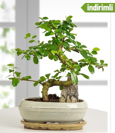 S eklinde ithal gerek bonsai japon aac  zmir Konak kaliteli taze ve ucuz iekler 
