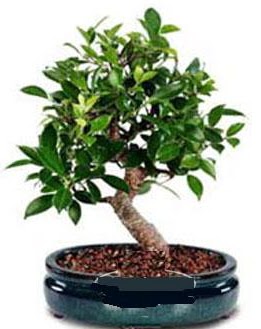 5 yanda japon aac bonsai bitkisi  zmir Seferihisar ieki telefonlar 