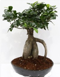 5 yanda japon aac bonsai bitkisi  zmir Konak kaliteli taze ve ucuz iekler 