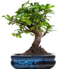 5 yanda japon aac bonsai bitkisi  zmir Konak 14 ubat sevgililer gn iek 