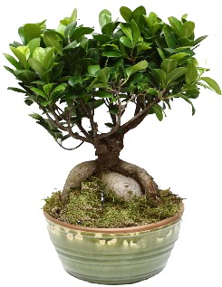 Japon aac bonsai saks bitkisi  zmir Kemalpaa iek siparii vermek 