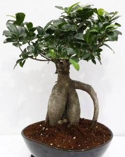 Japon aac bonsai saks bitkisi  zmir Bornova cicek , cicekci 