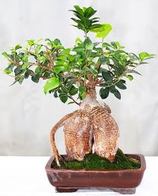 Japon aac bonsai saks bitkisi  zmir Gaziemir hediye sevgilime hediye iek 