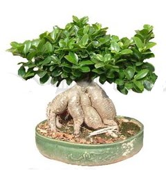 Japon aac bonsai saks bitkisi  zmir Bayndr cicekciler , cicek siparisi 
