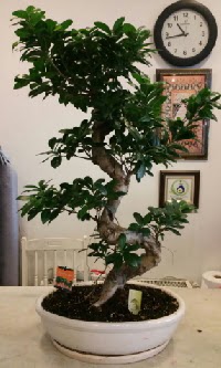 100 cm yksekliinde dev bonsai japon aac  zmir Kemalpaa iek siparii vermek 
