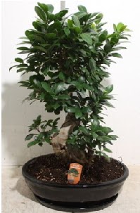 75 CM Ginseng bonsai Japon aac  zmir Konak iek online iek siparii 