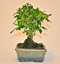 Zelco bonsai saks bitkisi  zmir Narldere ucuz iek gnder 
