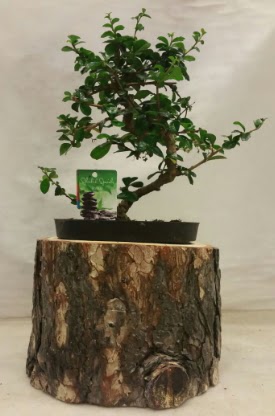 Doal ktk iinde bonsai japon aac  zmir Kemalpaa iek siparii vermek 