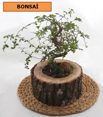 Doal aa ktk ierisinde bonsai bitkisi  zmir Karyaka online iek gnderme sipari 