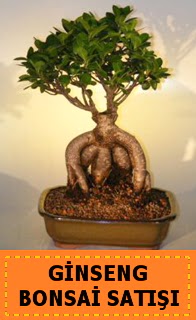 Ginseng bonsai sat japon aac  zmir Konak nternetten iek siparii 