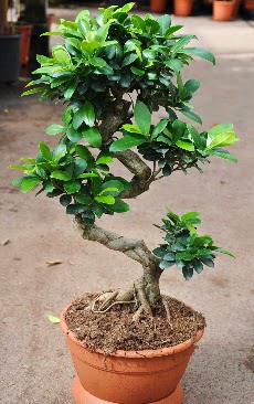 Orta boy bonsai saks bitkisi  zmir Konak yurtii ve yurtd iek siparii 