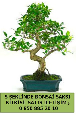 thal S eklinde dal erilii bonsai sat  zmir Bayndr cicekciler , cicek siparisi 