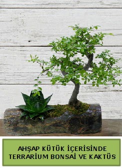 Ahap ktk bonsai kakts teraryum  zmir Konak yurtii ve yurtd iek siparii 