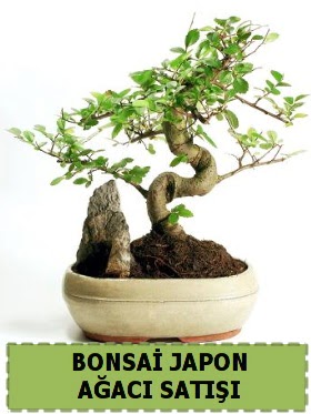 Bonsai japon  aac sat Minyatr thal  zmir Konak yurtii ve yurtd iek siparii 
