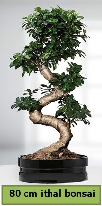 80 cm özel saksıda bonsai bitkisi  İzmir Konak uluslararası çiçek gönderme 