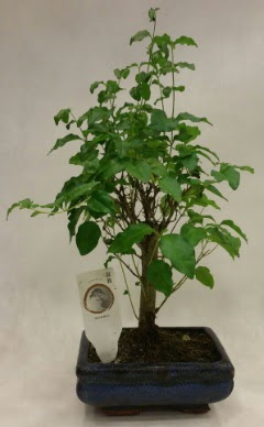 Minyatr bonsai japon aac sat  zmir Bayrakl uluslararas iek gnderme 