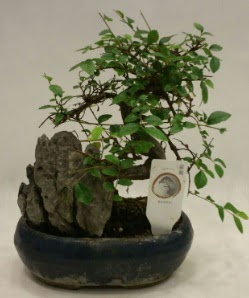 thal 1.ci kalite bonsai japon aac  zmir Konak 14 ubat sevgililer gn iek 