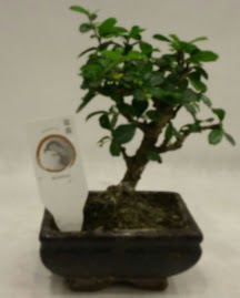 Kk minyatr bonsai japon aac  zmir Bayndr cicekciler , cicek siparisi 