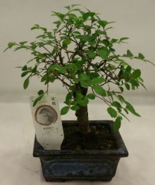 Minyatr ithal japon aac bonsai bitkisi  zmir Konak 14 ubat sevgililer gn iek 